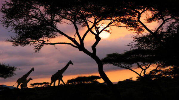 Couché de soleil en afrique