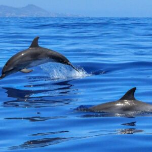 Observer dauphins
