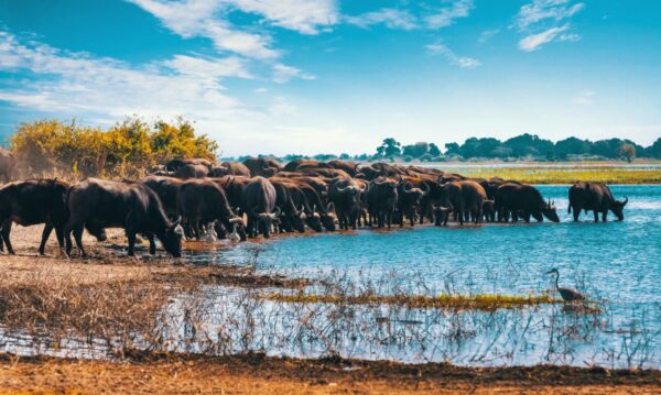 Safari Afrique