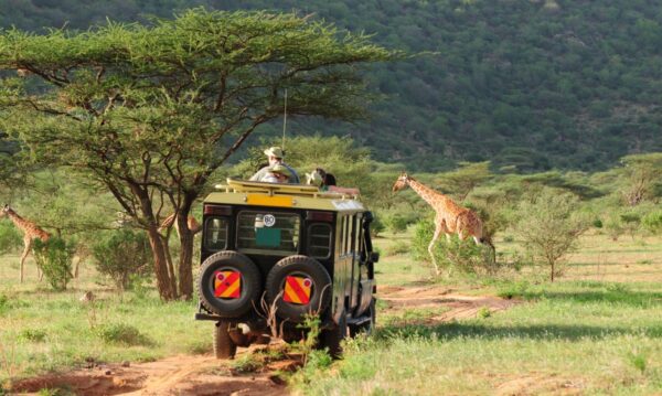 Safari sud Afrique